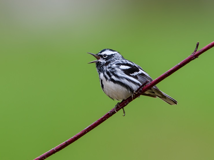 Black-and-white Warbler 