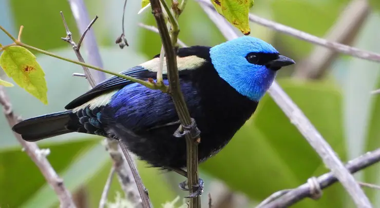 Blue Necked Tanager