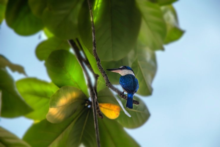 Blue-black Kingfisher