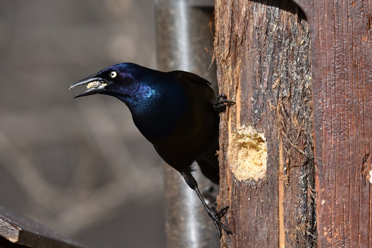 Brewer's Blackbird