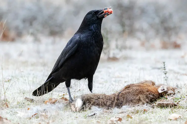 Carrion crow eating a dead animal