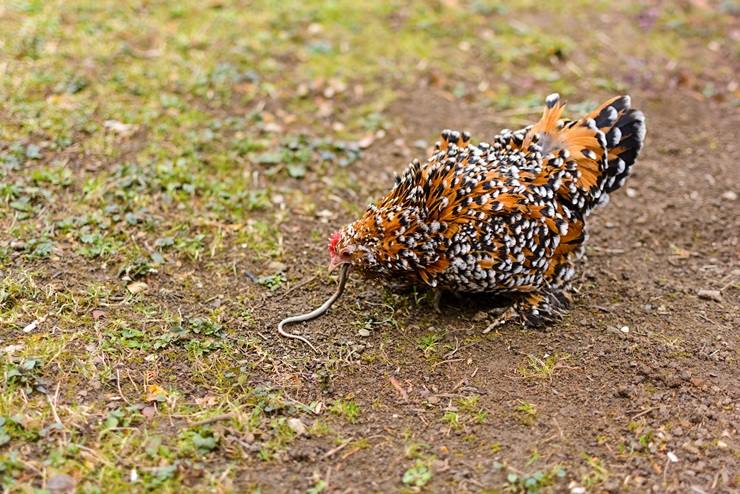 Red and black chicken eats snake 