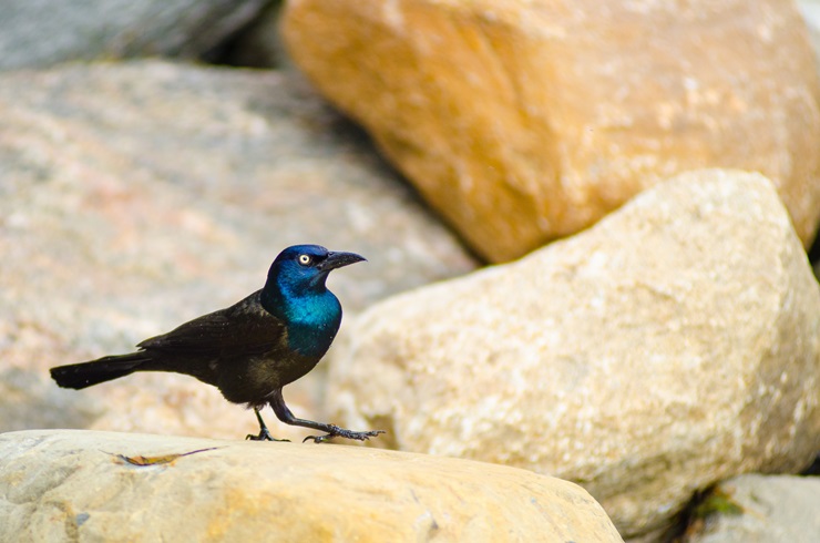 Common Grackle