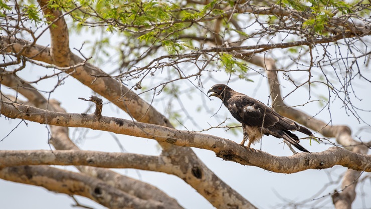 Crested Honey Buzzard