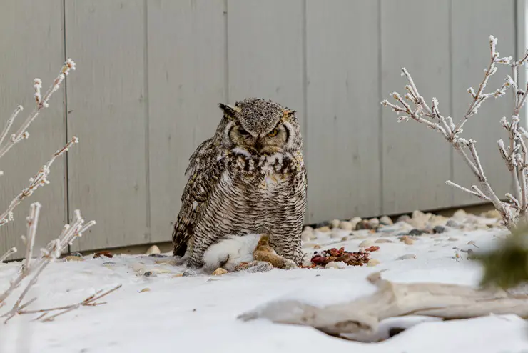 Great horned owl eating a dead animal
