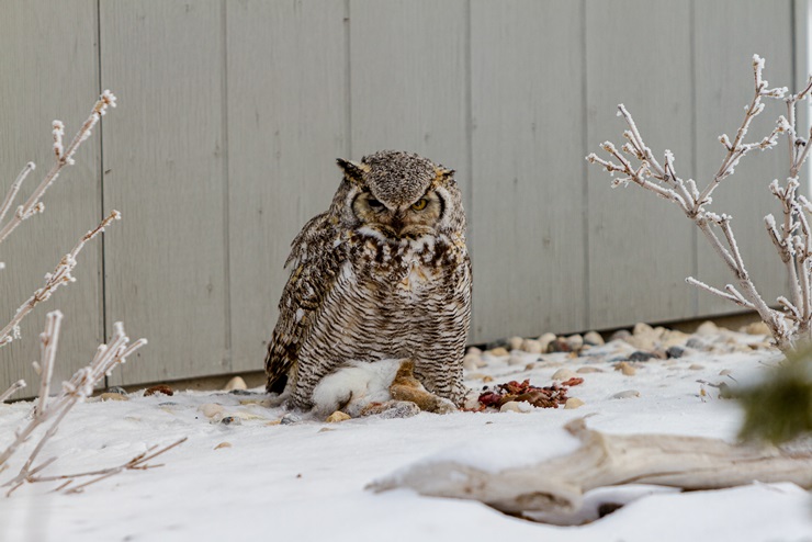 Great horned owl eating a dead animal