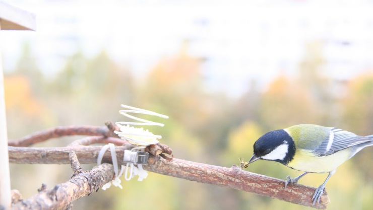 Great tit eating a wasp