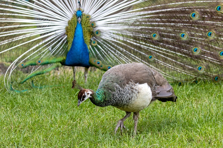 Indian peafowls (Pavo cristatus) eating