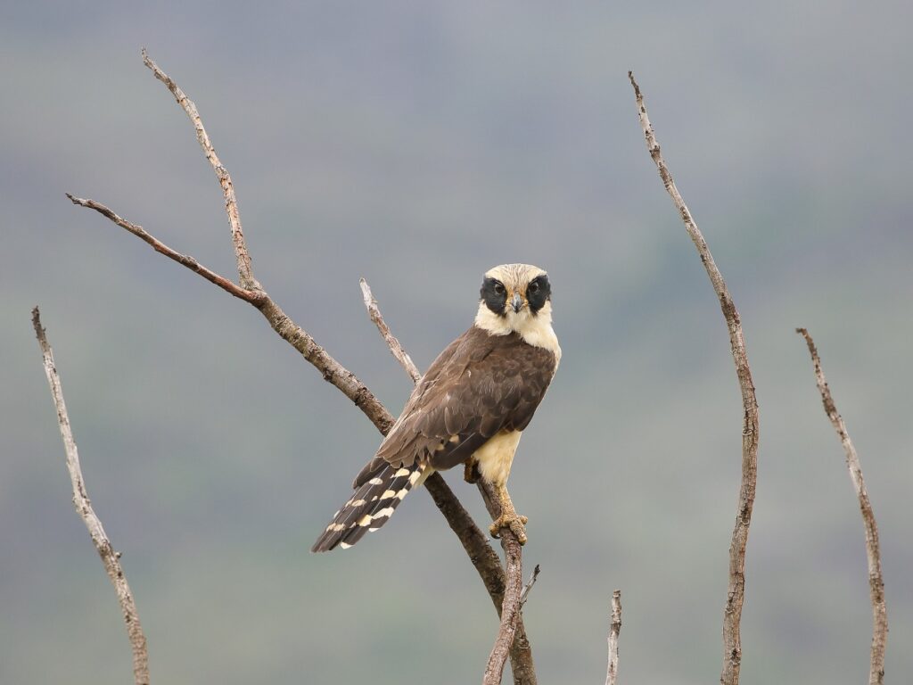 Laughing Falcon