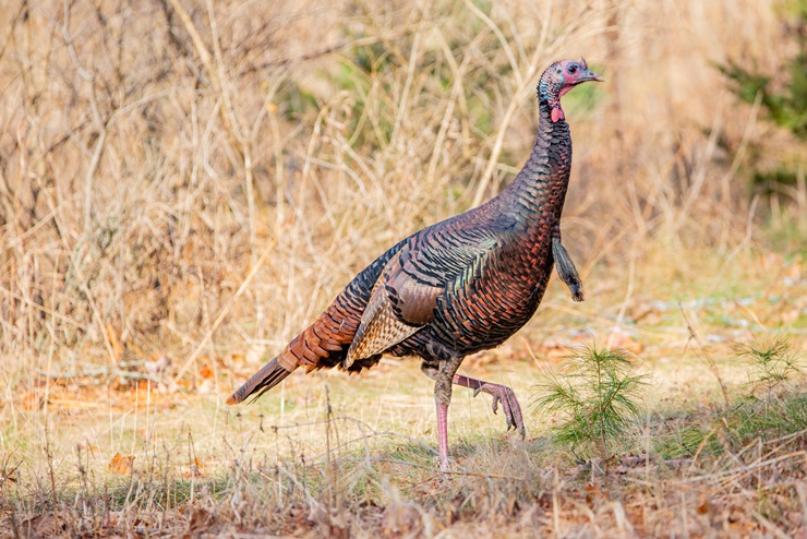 Male wild turkey in Wisconsin