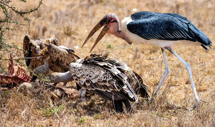 Marabou Stork eating a dead animal