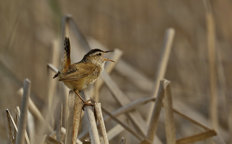 Marsh Wren