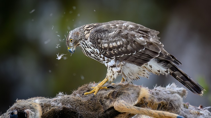 Northern goshawk