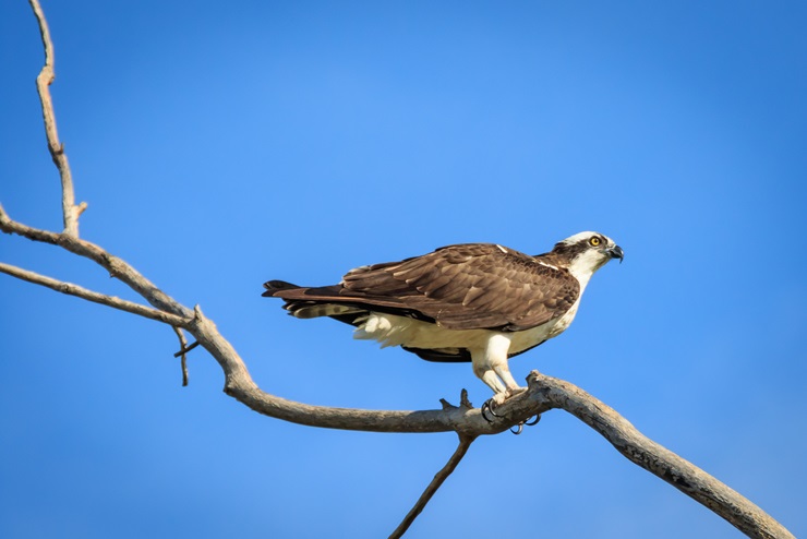 Osprey