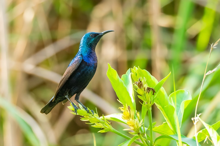 Purple Sunbird