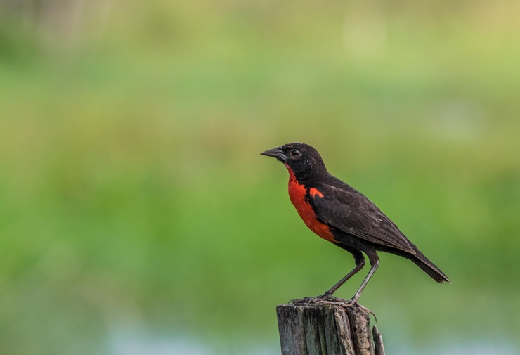 Red-breasted Meadowlark