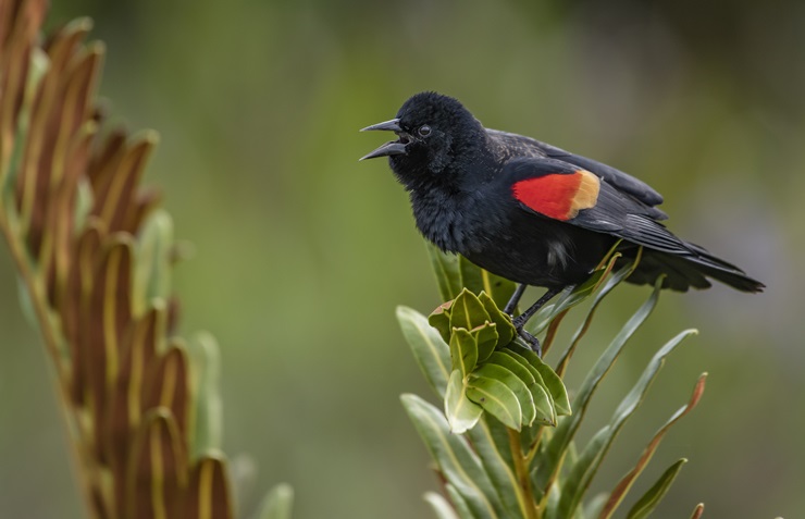 Red-winged blackbird