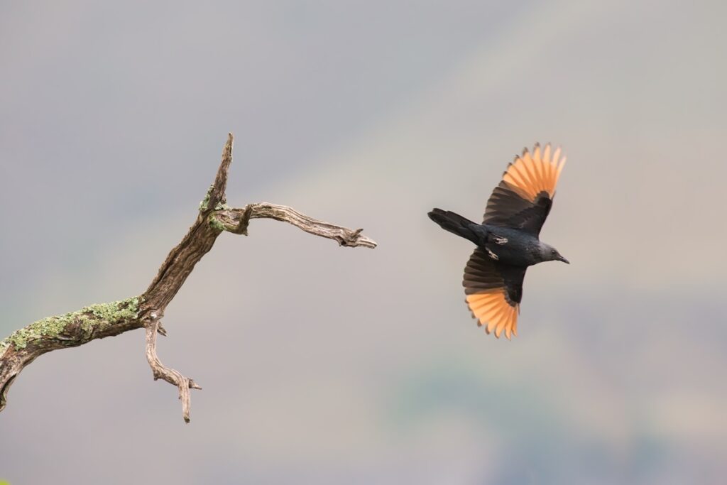 Red-winged Starling