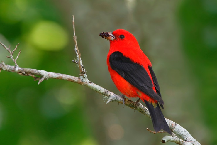 Male Scarlet Tanager