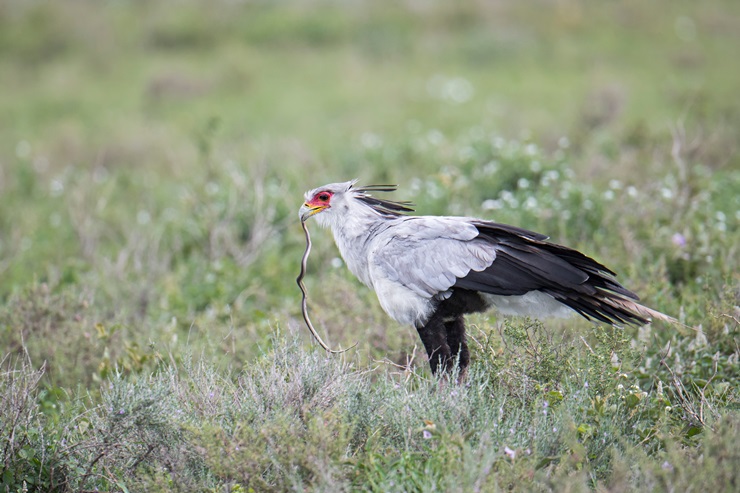 Secretary bird eating snake