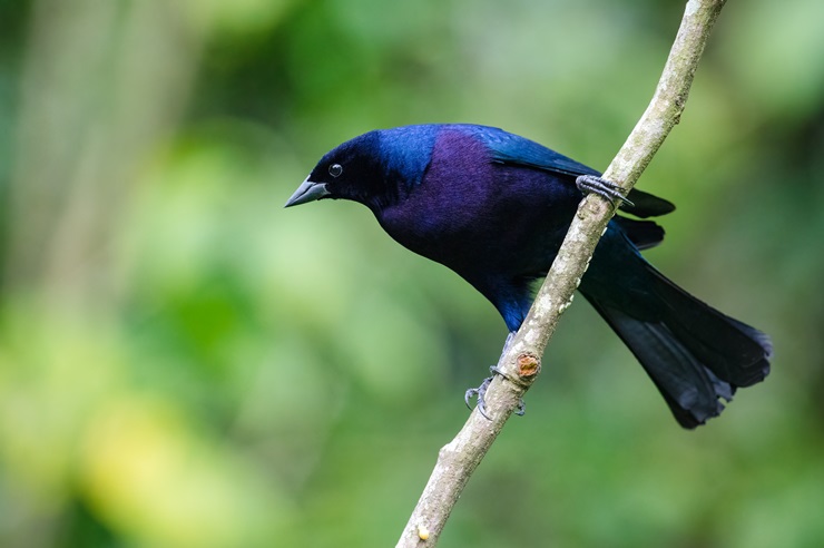 Shiny Cowbird