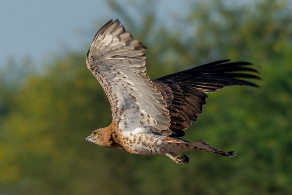 Short-toed Snake Eagle