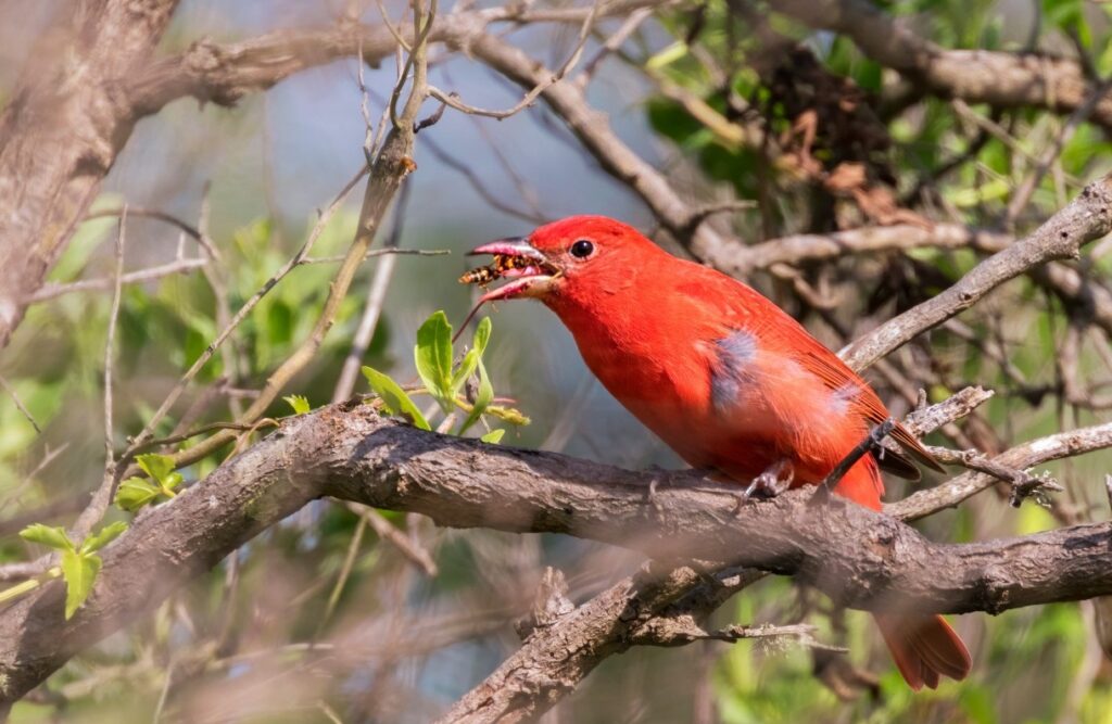 Male Summer Tanager