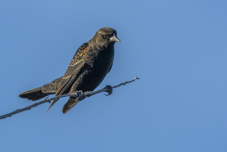 Tricolored blackbird 