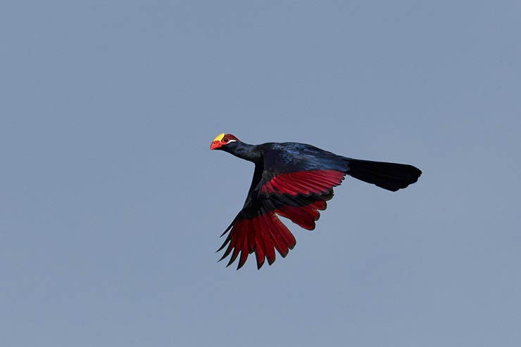 Violet Turaco