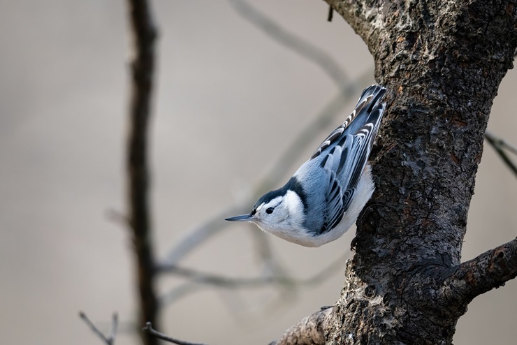 White-breasted Nuthatch