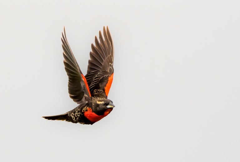 White-browed Meadowlark