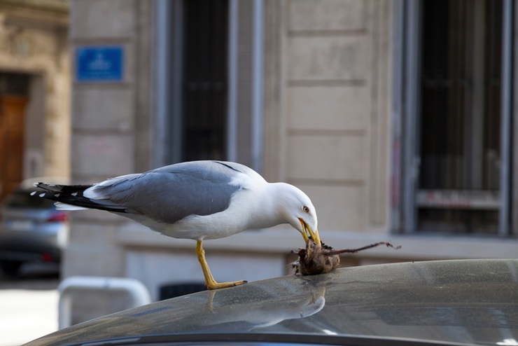 Yellow-legged gull eating a dead rat