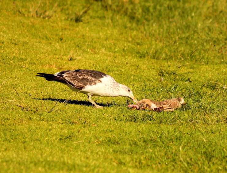 Skua eating a dead rabbit 