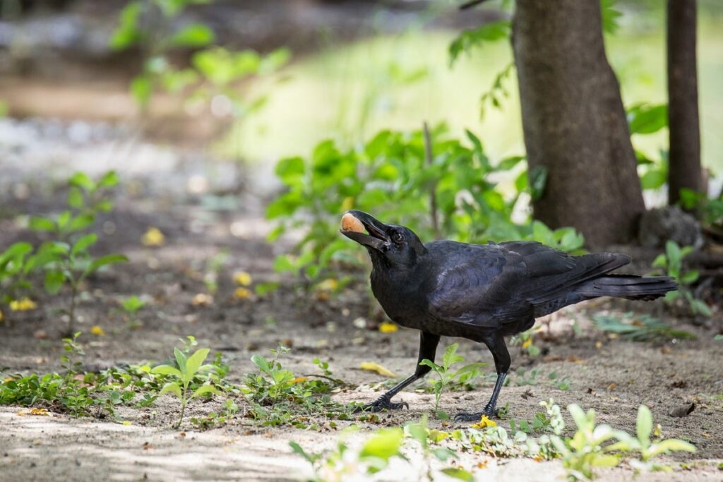 what do crows eat