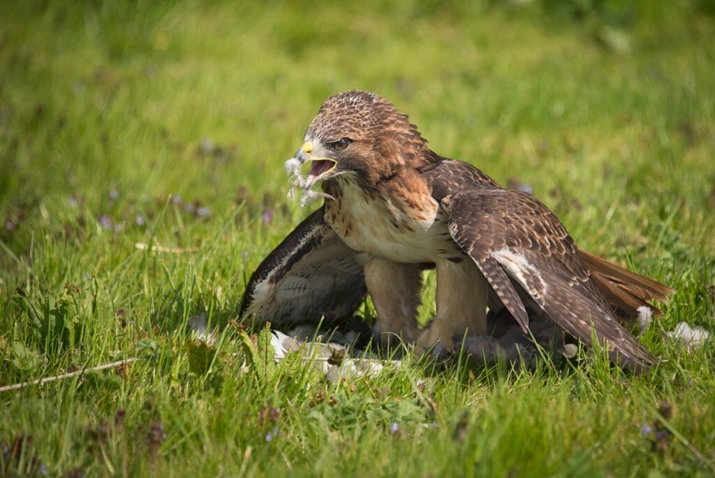 what do hawks eat