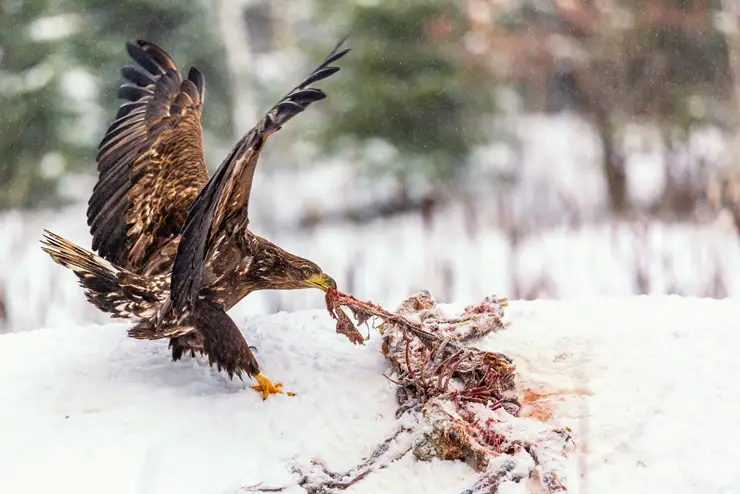 White-tailed eagle eating a dead animal