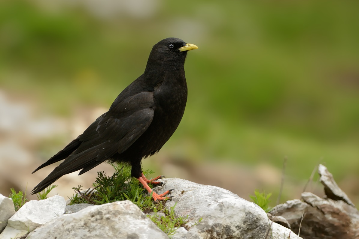 Alpine Chough