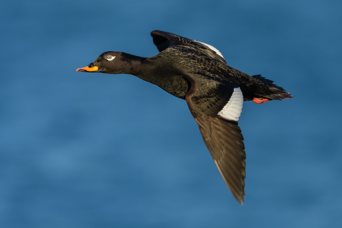 Velvet Scoter