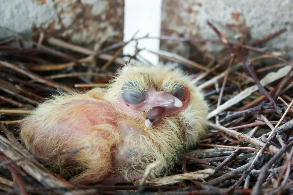 Baby pigeons in a nest
