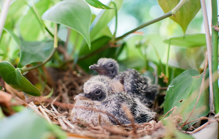 baby pigeons