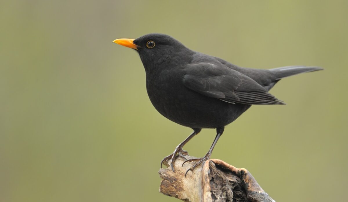 Common blackbird