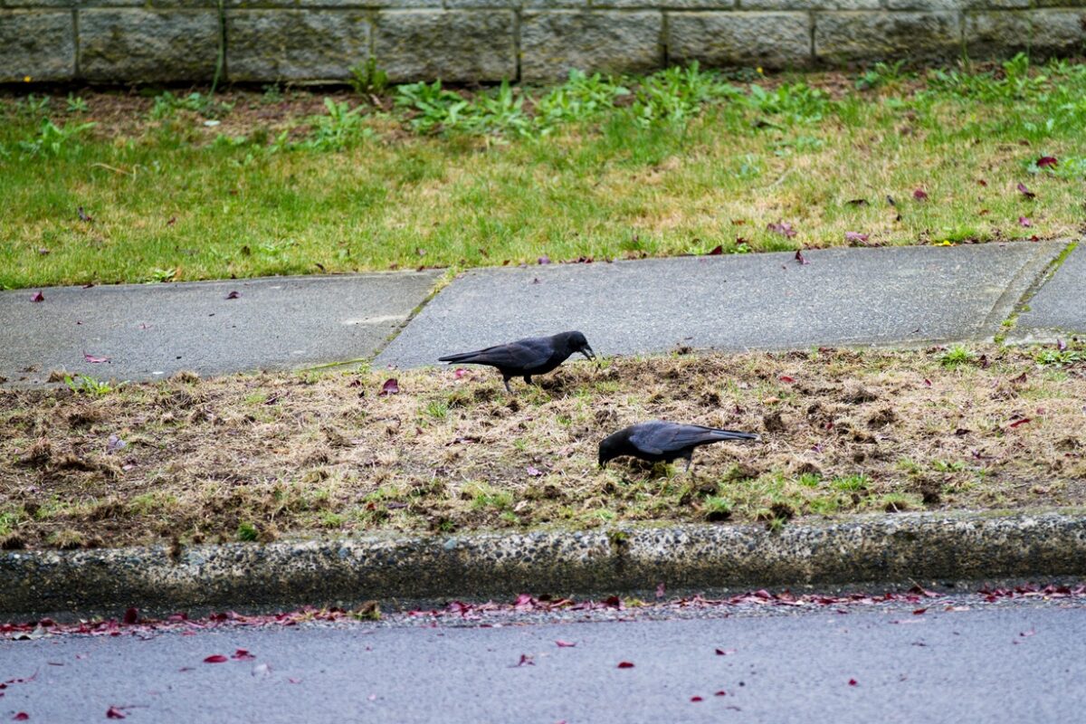 will-birds-eat-grass-seed