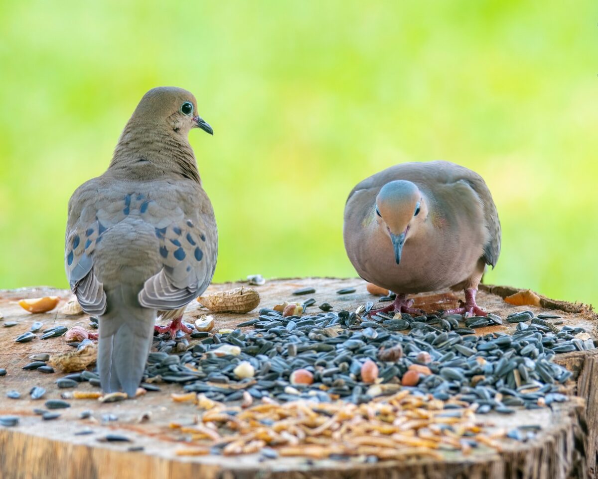 what do mourning doves eat