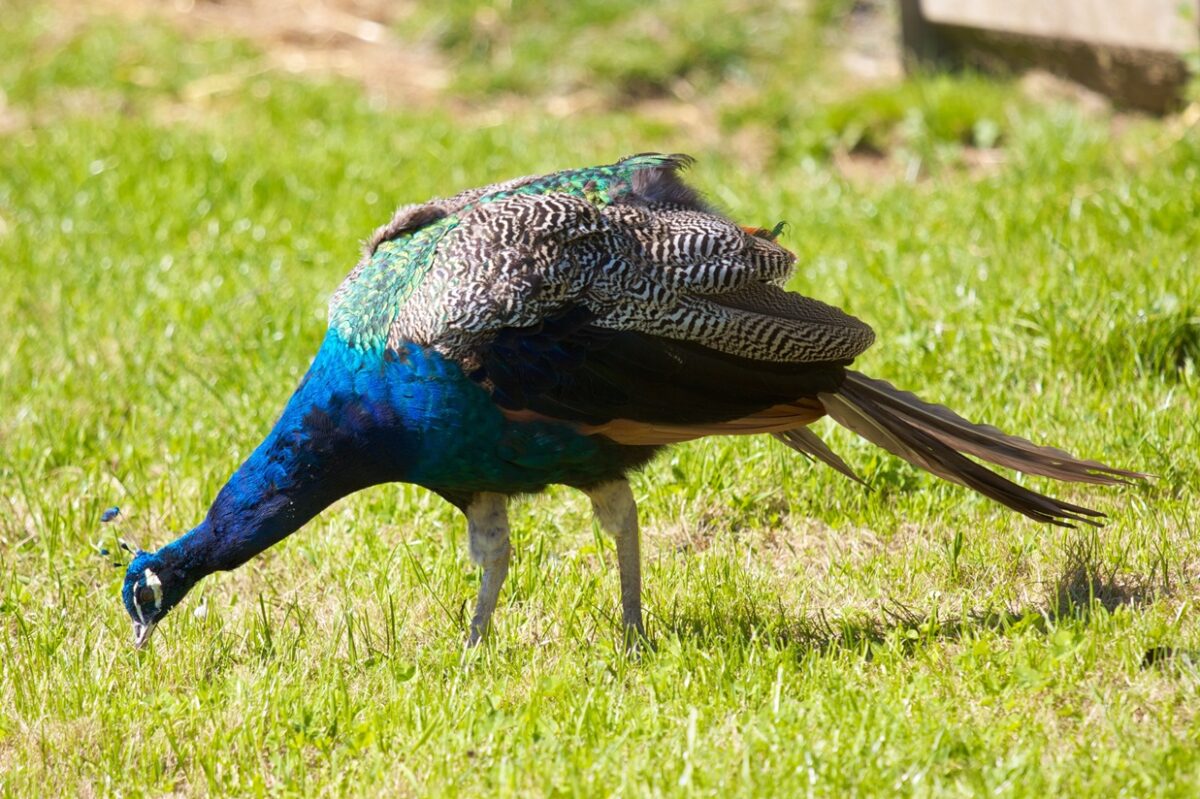 what do peacocks eat