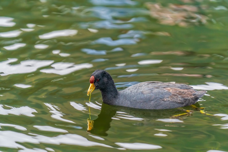 Andean Coot