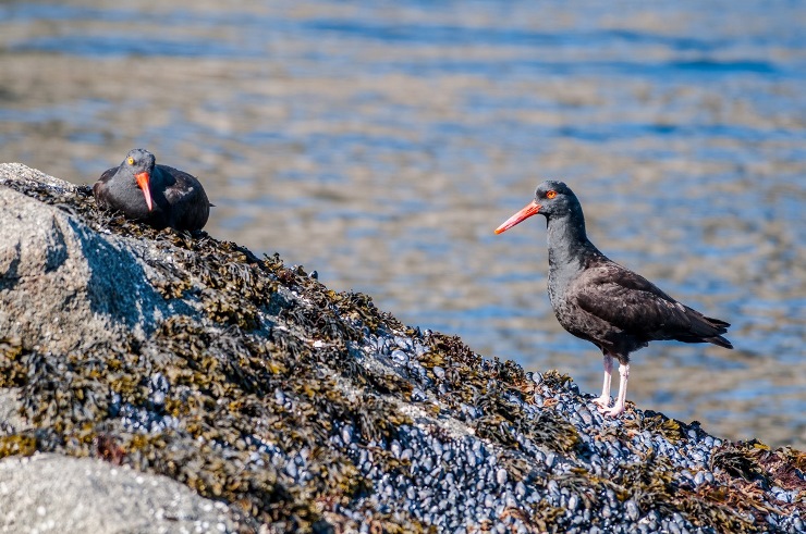 Black Oystercatcher