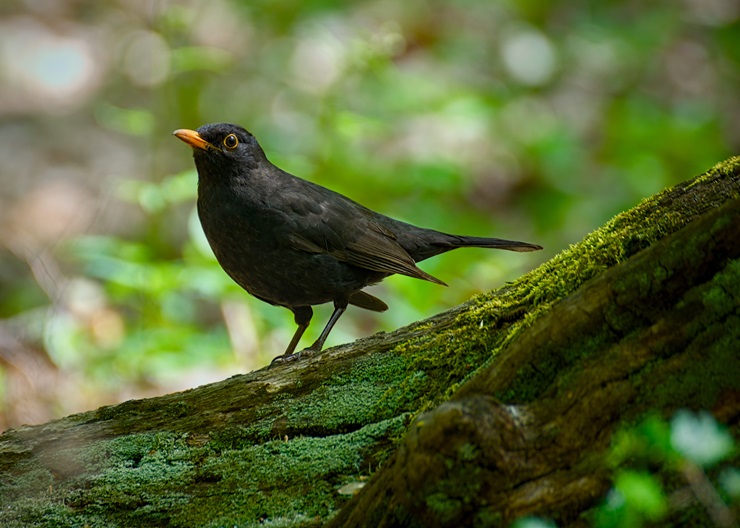 Black thrush