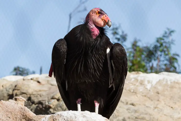 California Condor Lifespan