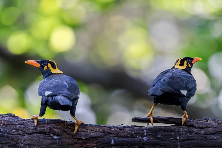 Common Hill Myna