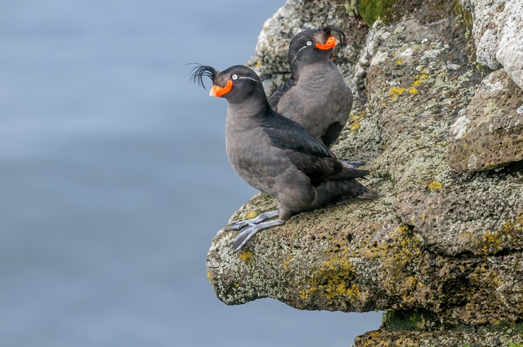 Crested Auklet